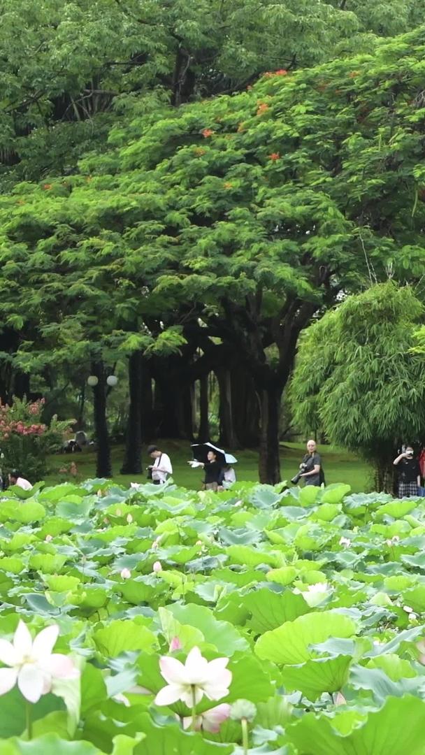 荷花在深圳洪湖公园视频的预览图