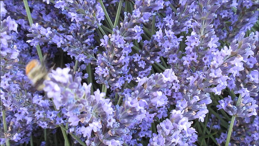 蜜蜂在紫蓝色薰衣草上采蜜视频的预览图