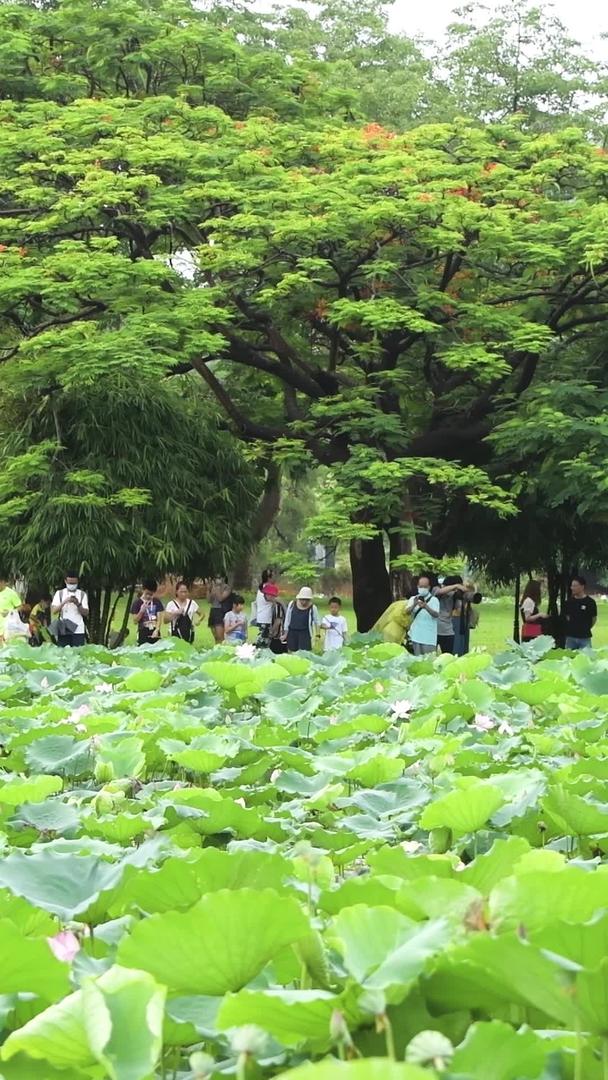 荷花在深圳洪湖公园视频的预览图