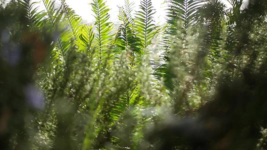 加利福尼亚州森林中的苏铁蕨绿色、新鲜、多汁、天然视频的预览图