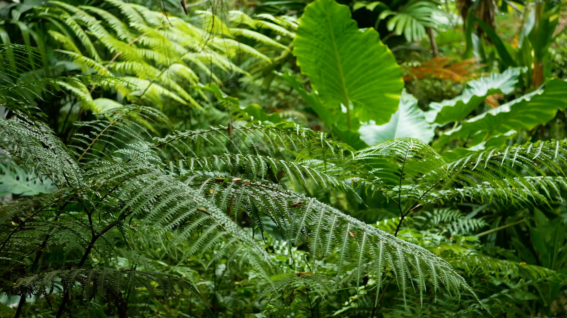 4k绿色野叶具有热带棕榈树绿树的选择性重点视频的预览图