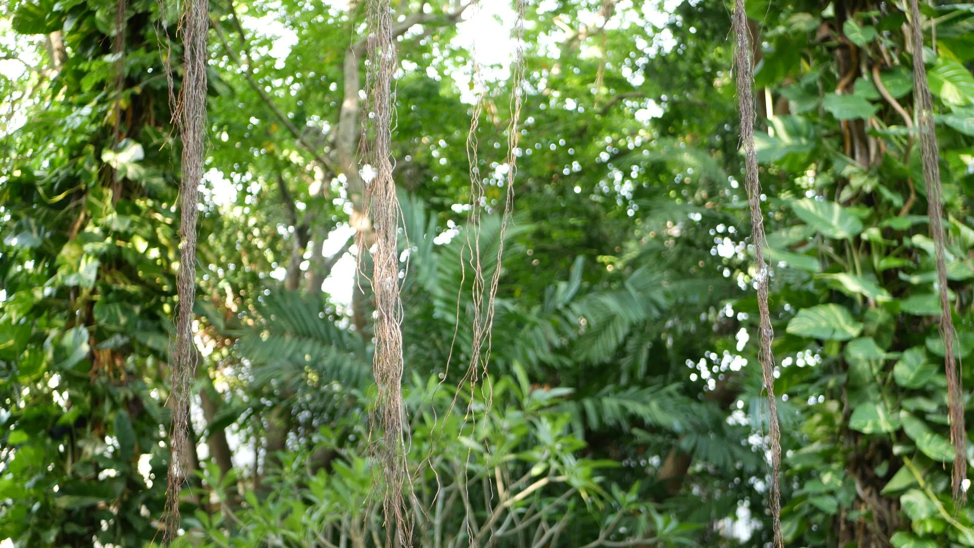 蕨类植物在榕树上筑巢明亮的蕨类植物筑巢绿叶生长在榕树上视频的预览图