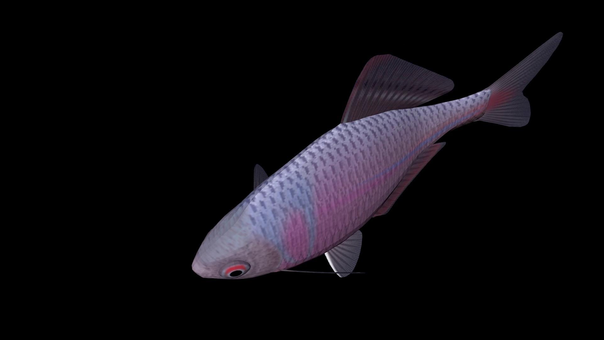 三维观赏鱼动画视频的预览图