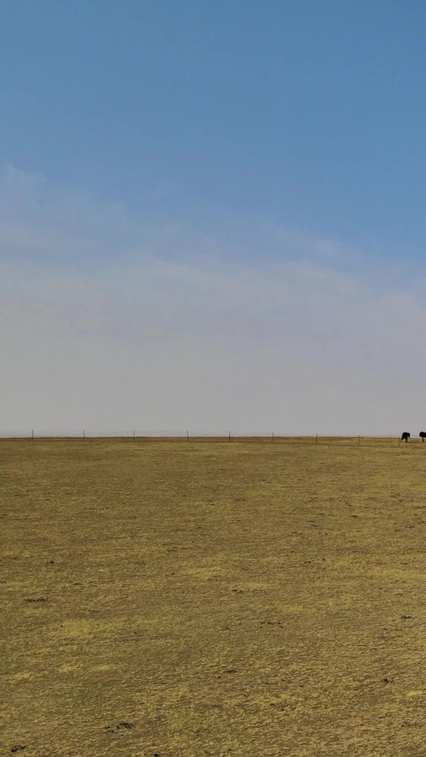 马群在内蒙古鄂尔多斯大草原上慢跑视频的预览图