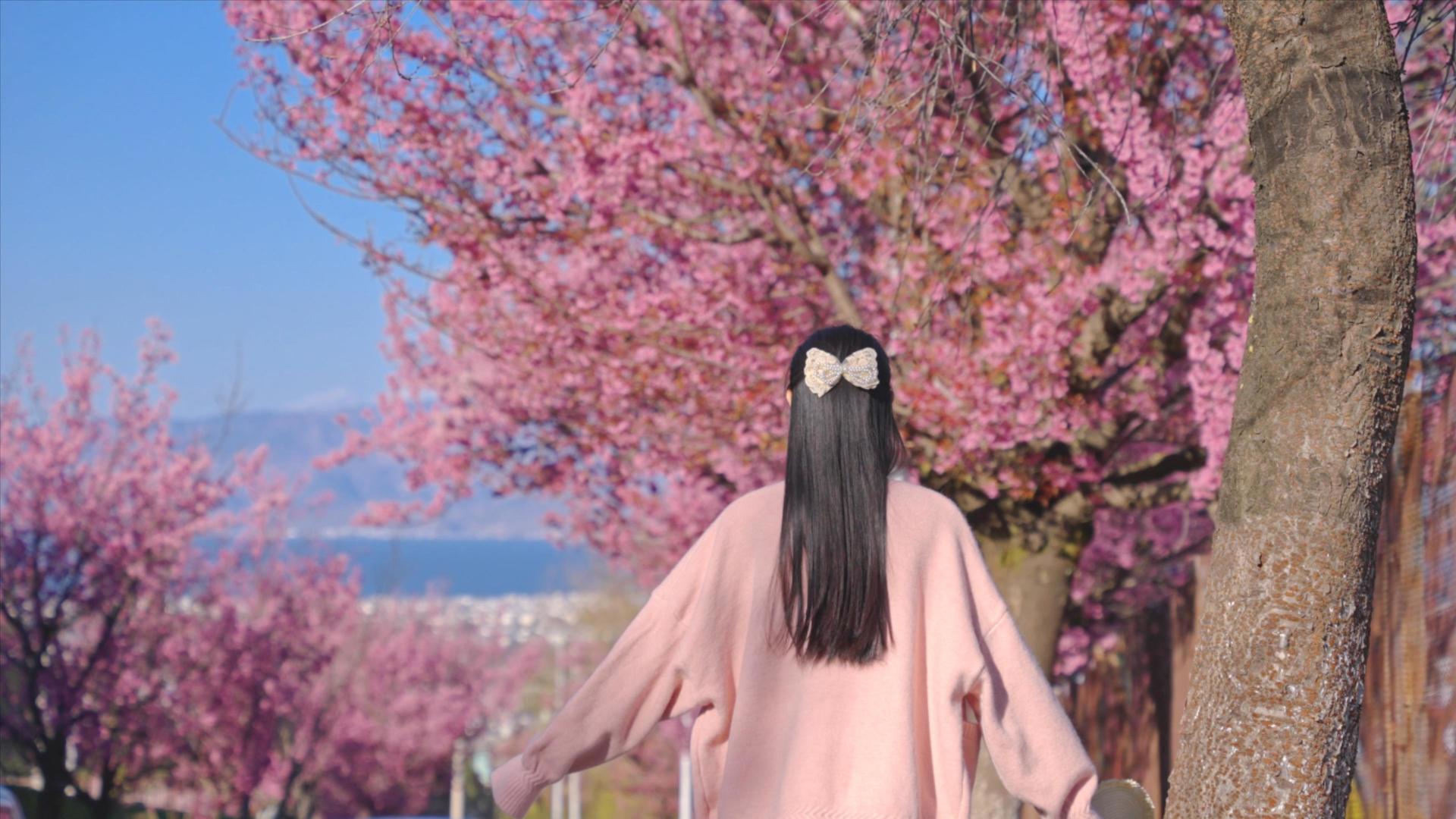 升级4K漫步在樱花树下的少女树下视频的预览图