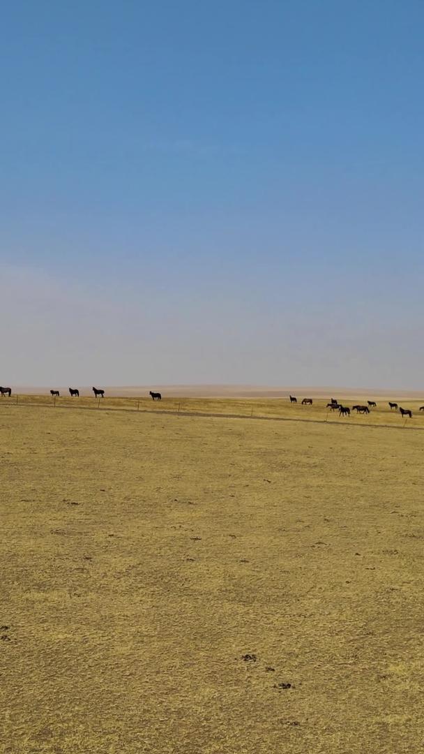 马群在内蒙古鄂尔多斯大草原上慢跑视频的预览图