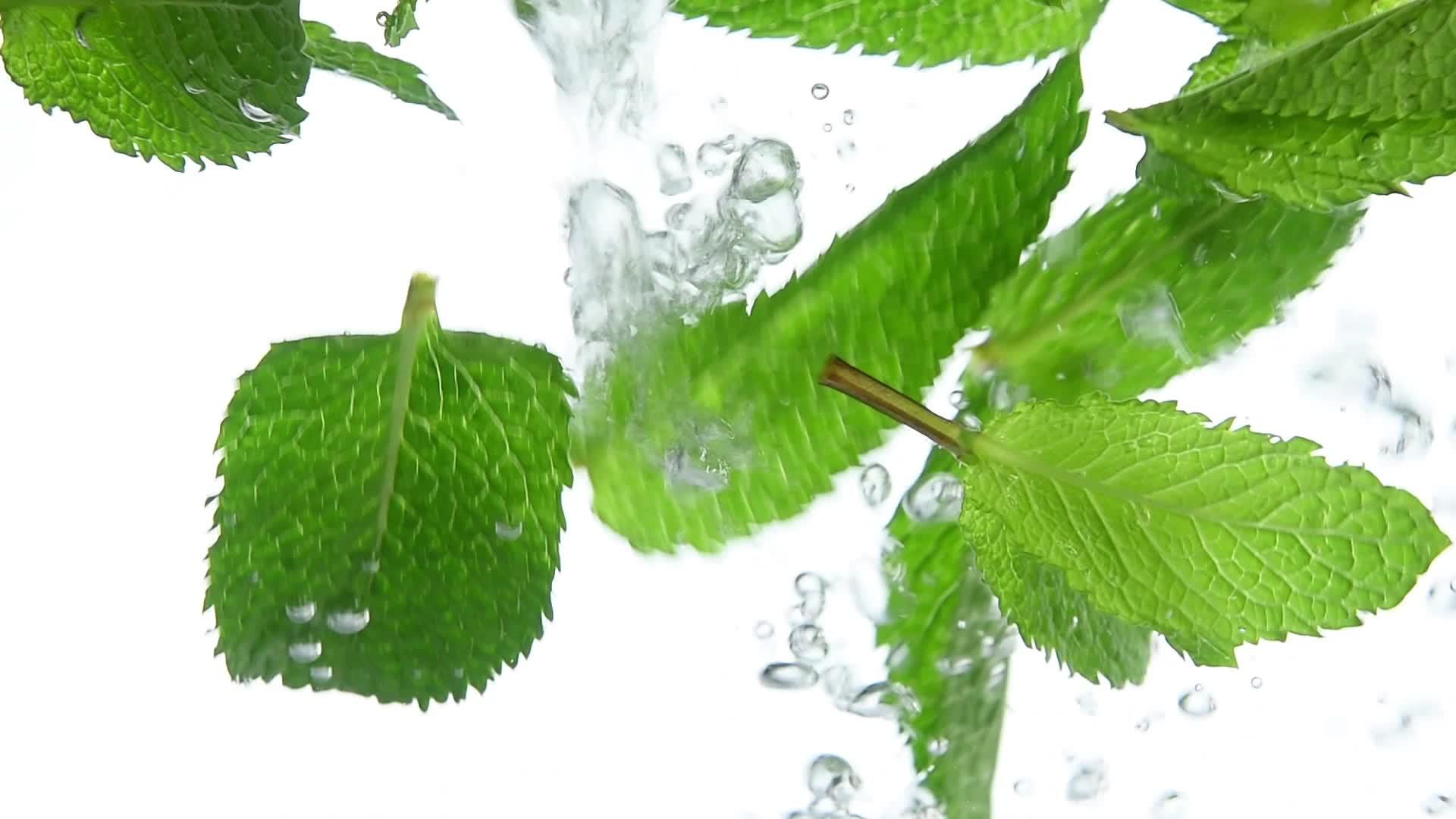 关闭漂浮在水中的新鲜绿色薄荷叶视频的预览图