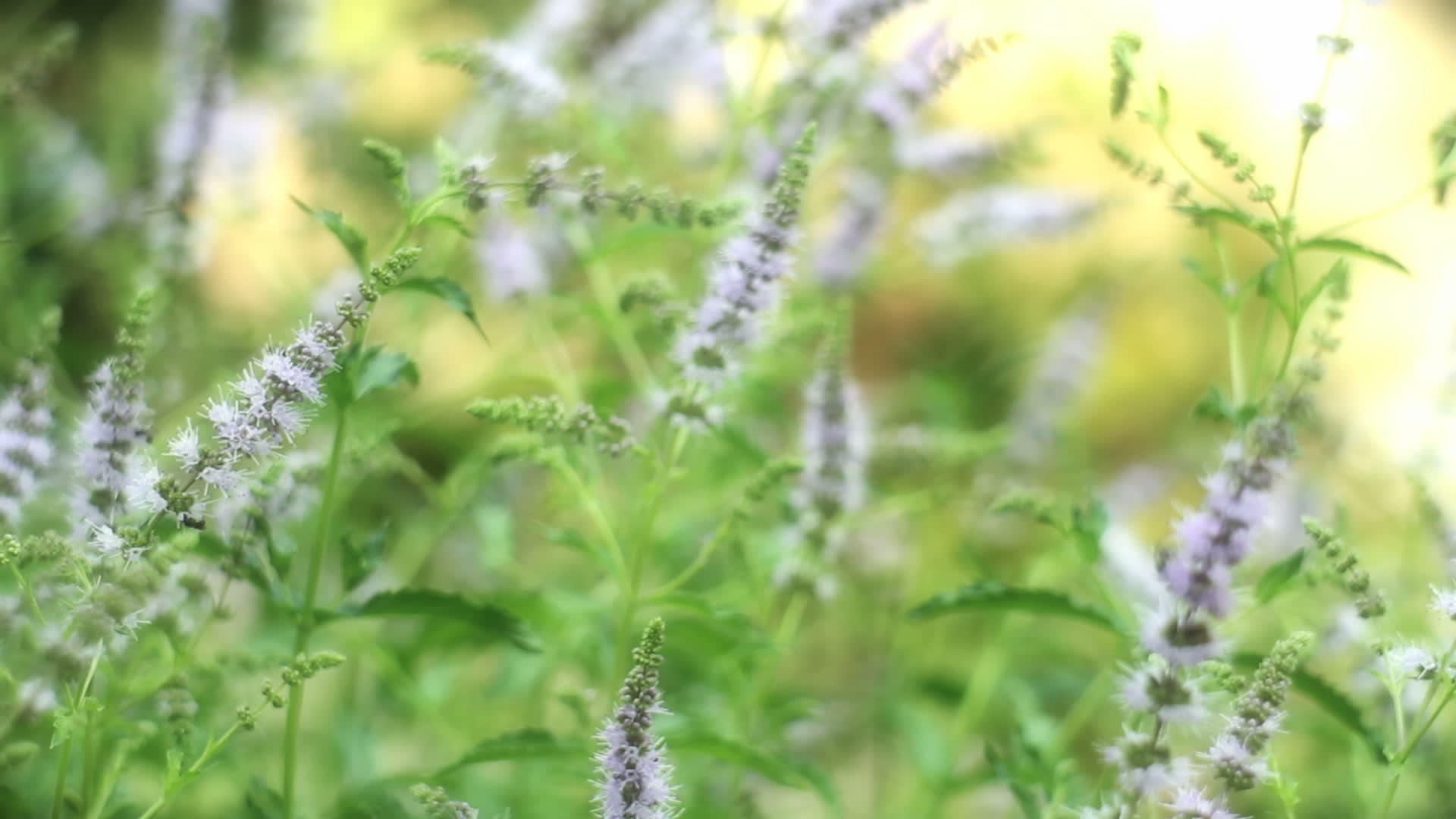 绿色草药薄荷自然宏观封闭视频的预览图