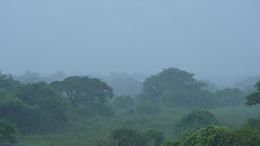 热带雨季降雨有绿树背景视频的预览图