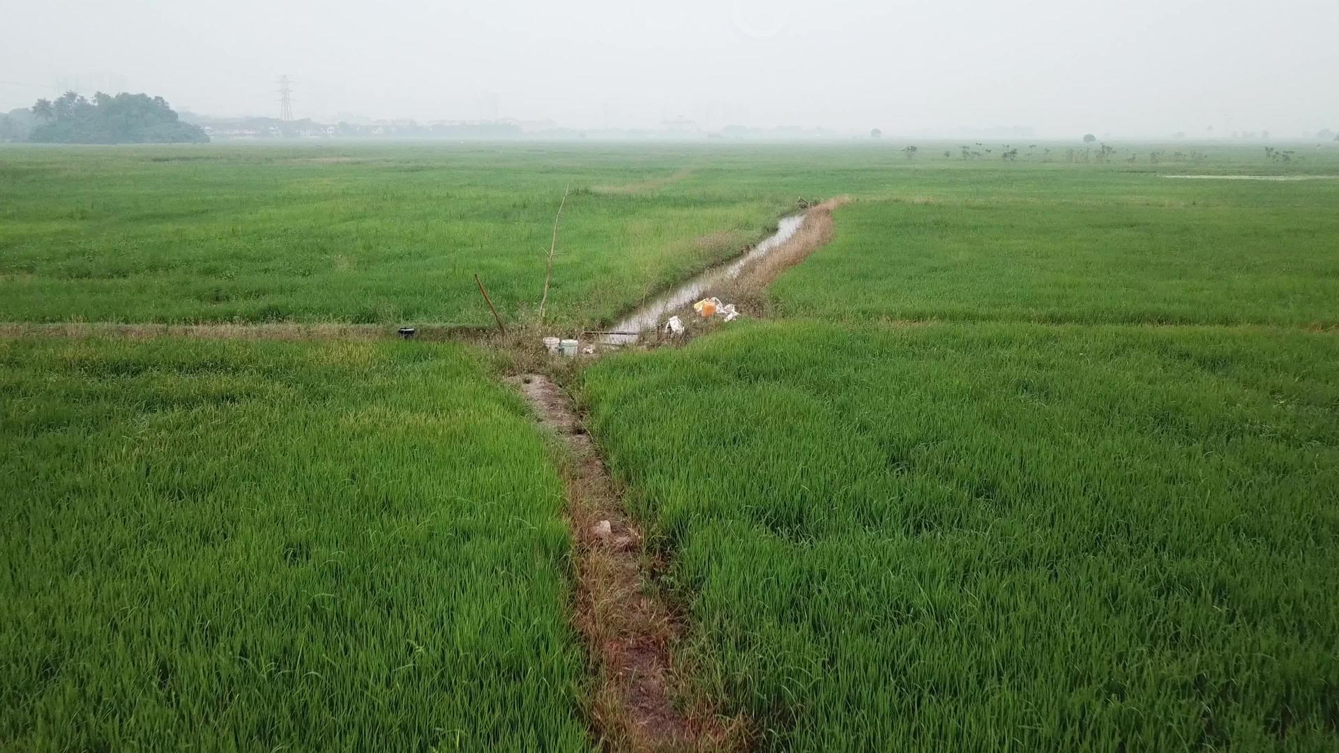 绿色稻田中的农药视频的预览图
