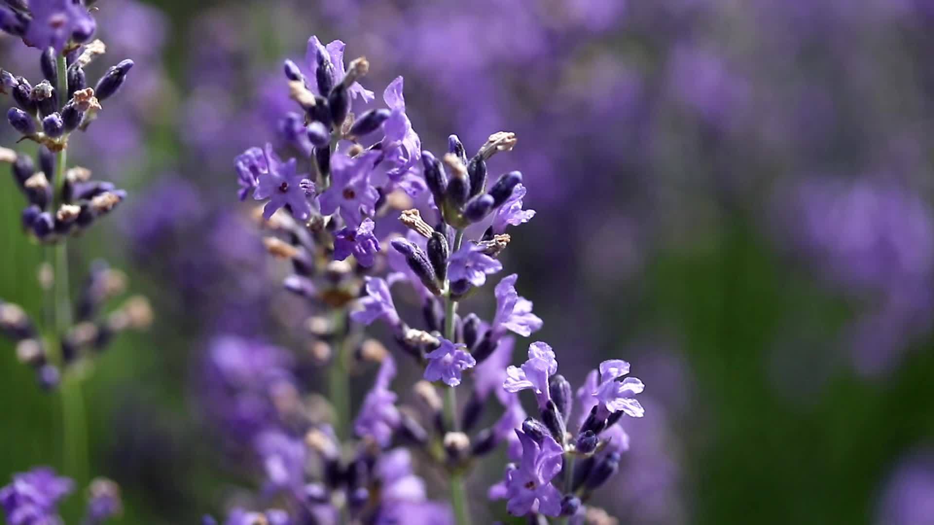 紫菜花近身胶片视频的预览图