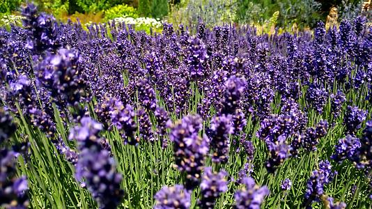 美丽、清新、明亮的淡紫色薰衣草花夏季明亮的背景视频的预览图