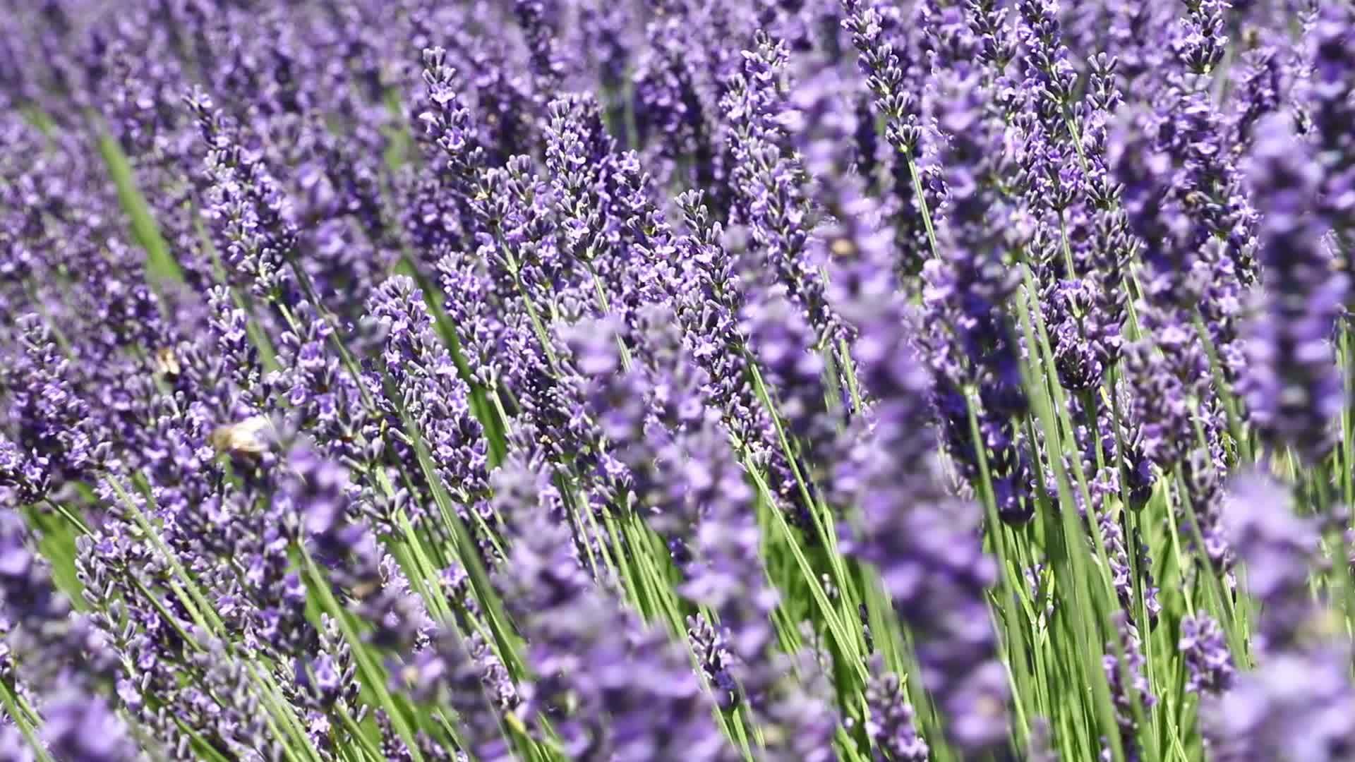 紫衣花田的深层背景视频的预览图
