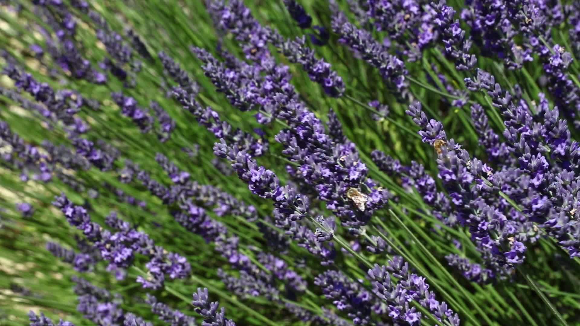 在田间用薰衣草花关闭蜜蜂视频的预览图