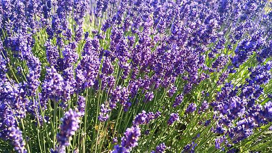 蜜蜂在薰衣草地上有蓝紫色的花视频的预览图