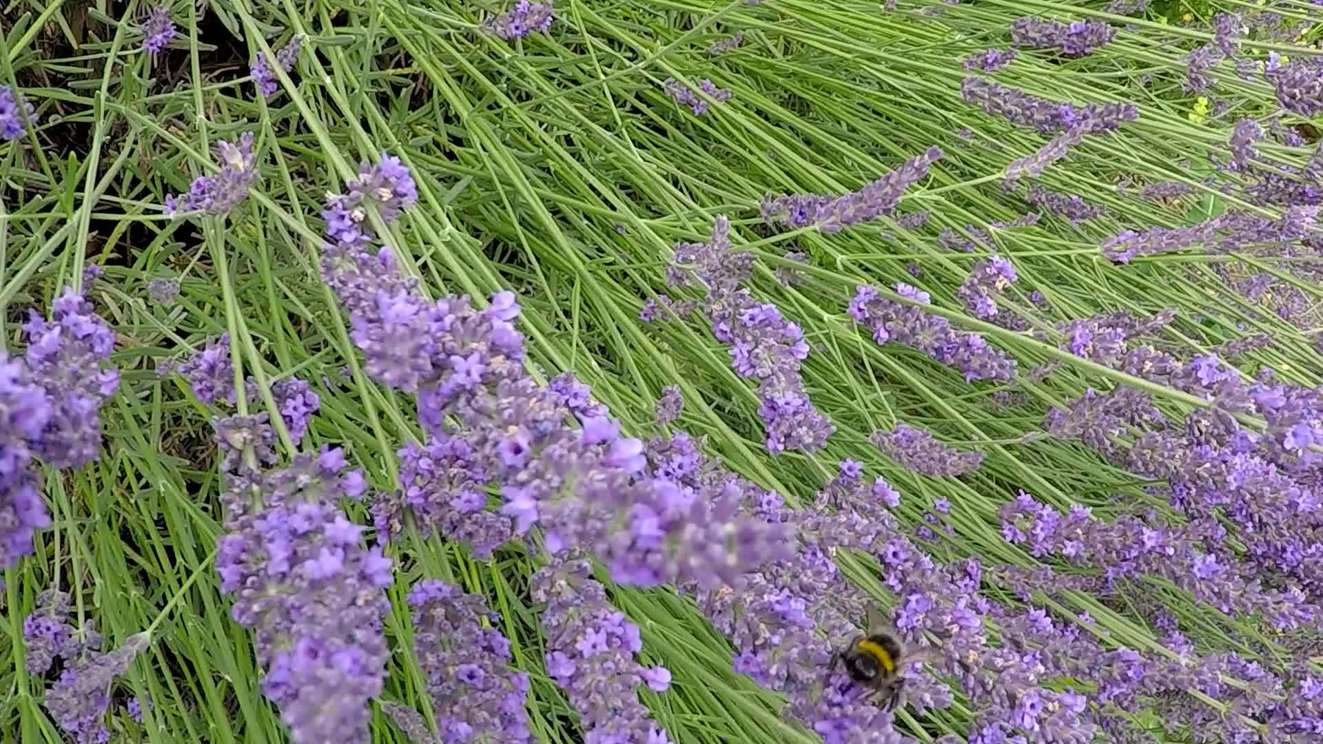 白色药用植物和香料在夏天在德国开花视频的预览图
