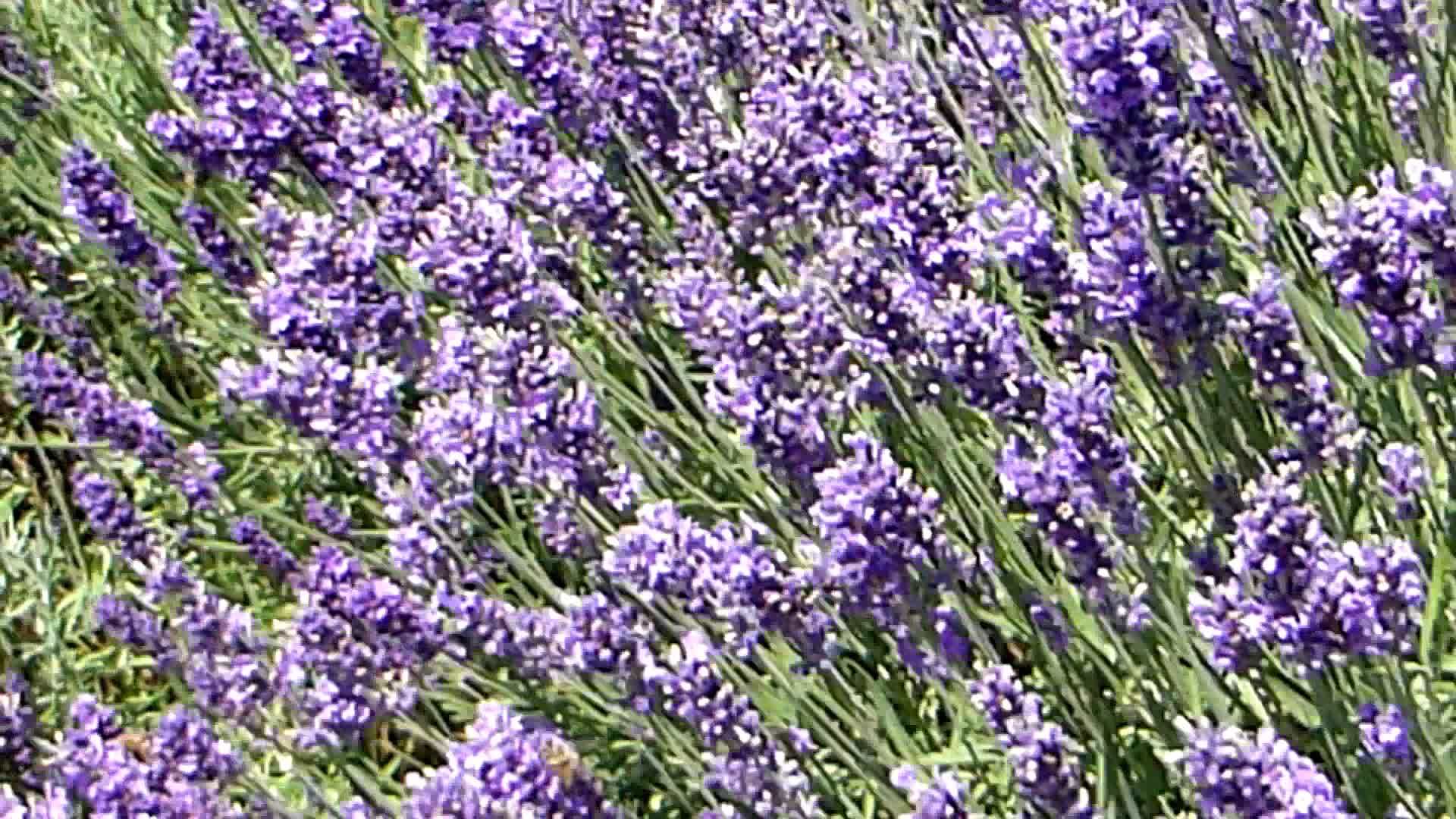 白衣药用植物和花香视频的预览图
