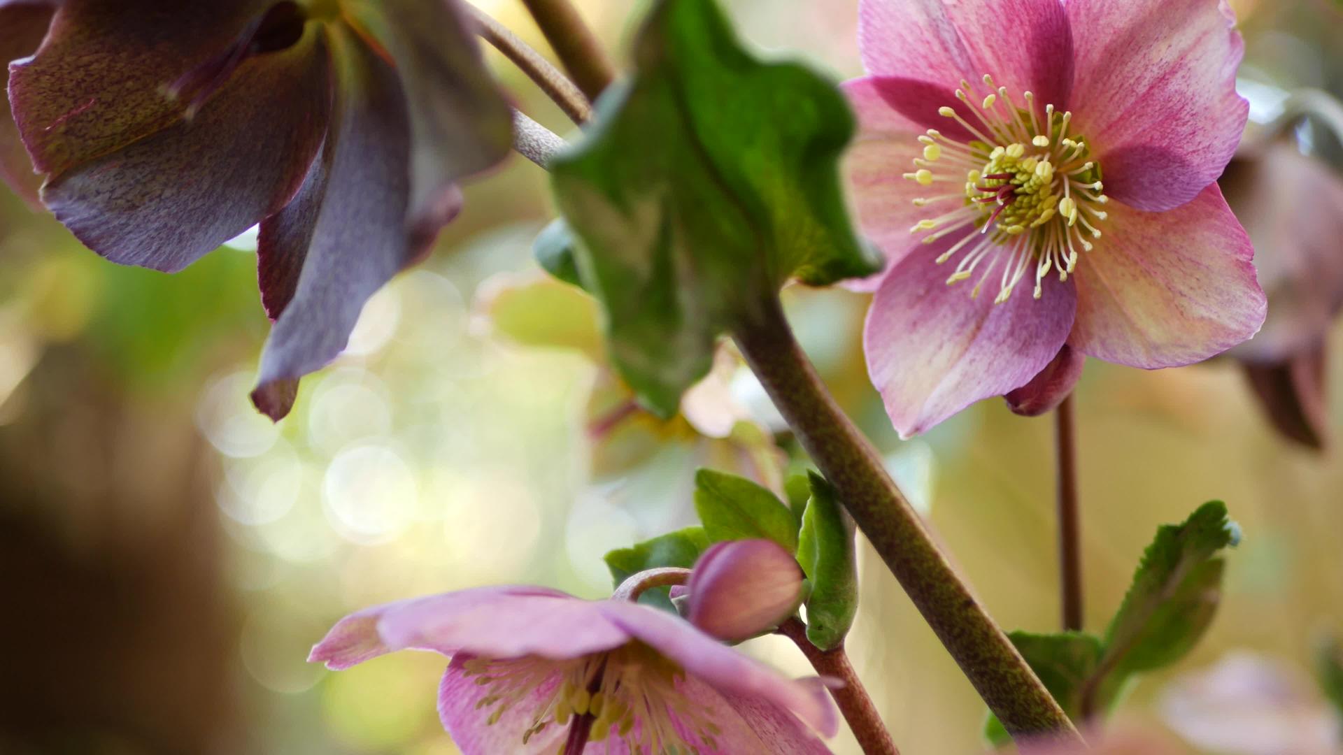 美国加利福尼亚州森林中的藜属冬季玫瑰粉色花朵40多朵视频的预览图