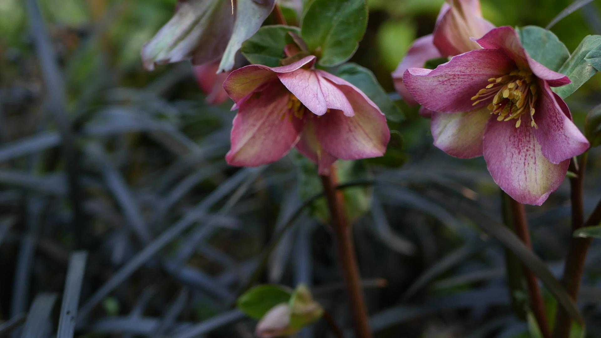 美国加利福尼亚州森林中的藜属冬季玫瑰粉色花朵40多朵视频的预览图