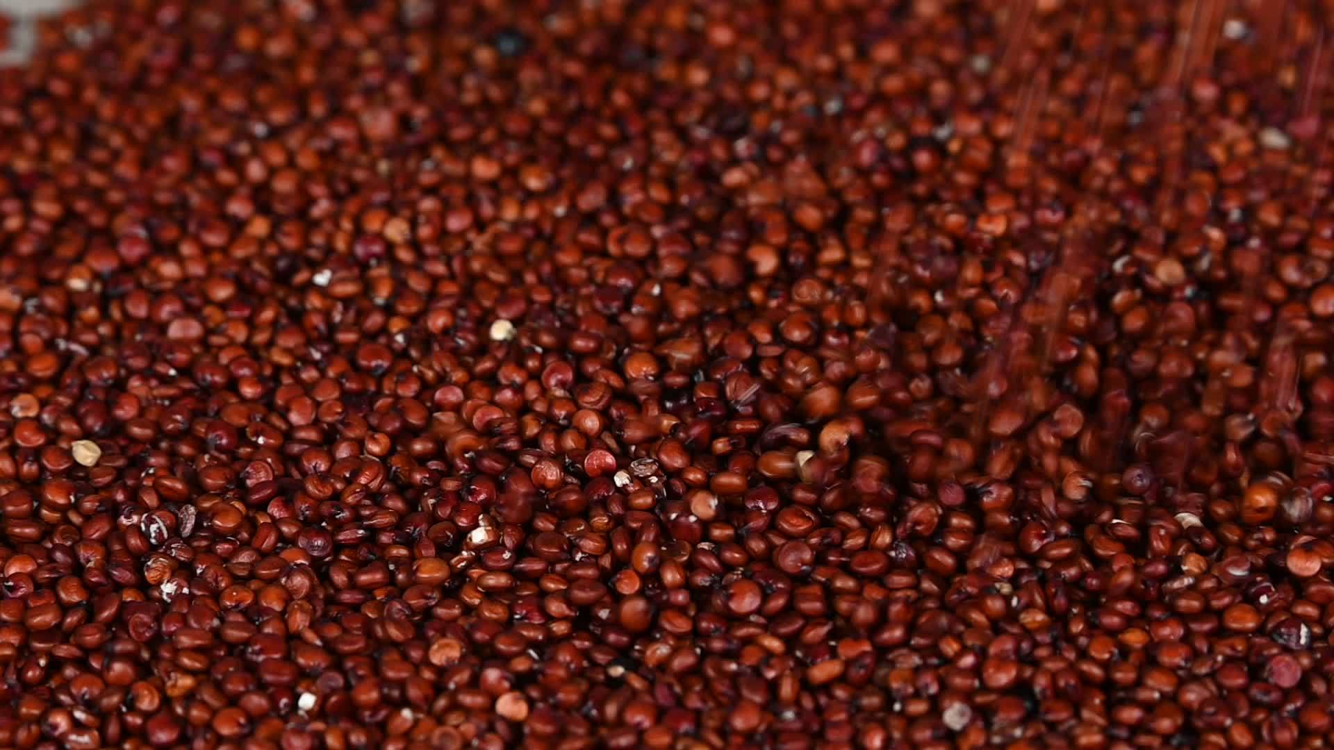 红色落在木桌上quinoa种子视频的预览图