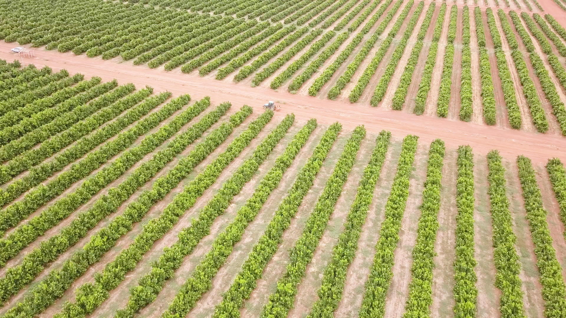 葡萄园葡萄和果树上面视频的预览图
