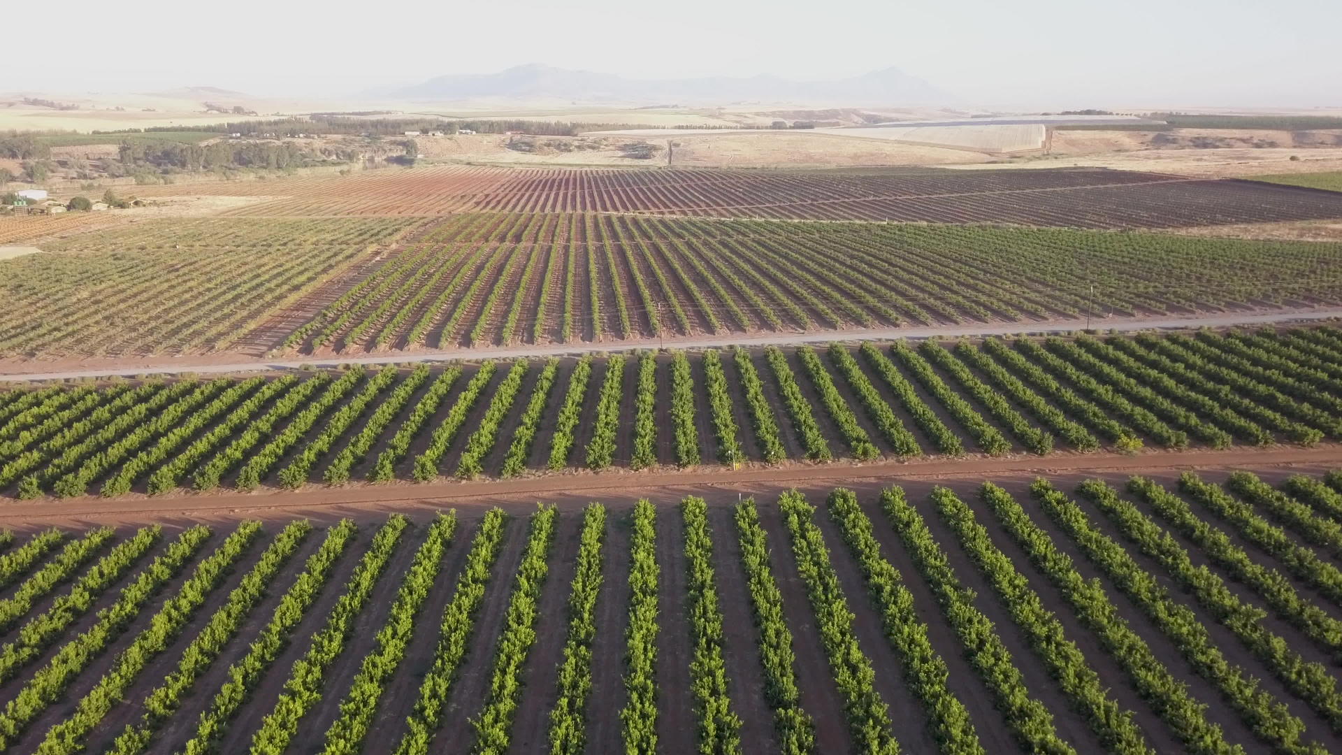 葡萄园的葡萄和果树在空中视频的预览图
