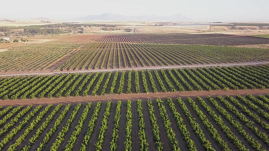 葡萄园的葡萄和果树在空中视频的预览图