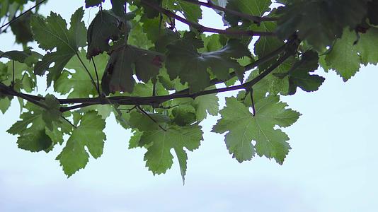 白兰地和蓝天花园的葡萄叶子视频的预览图
