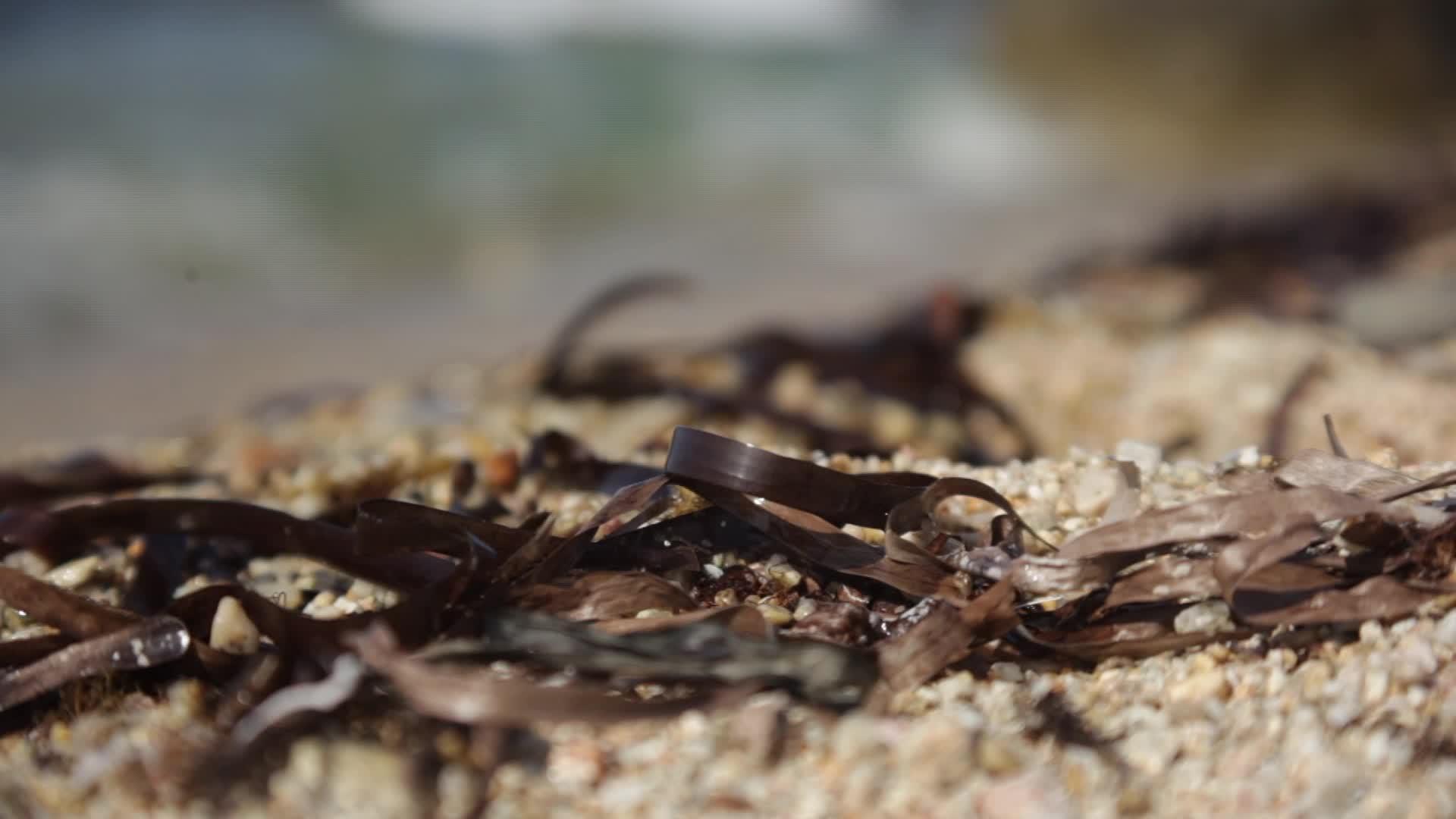 海中海沙子上的藻类视频的预览图
