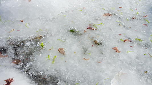 冬天海水中的冷藻在冰上结冰视频的预览图