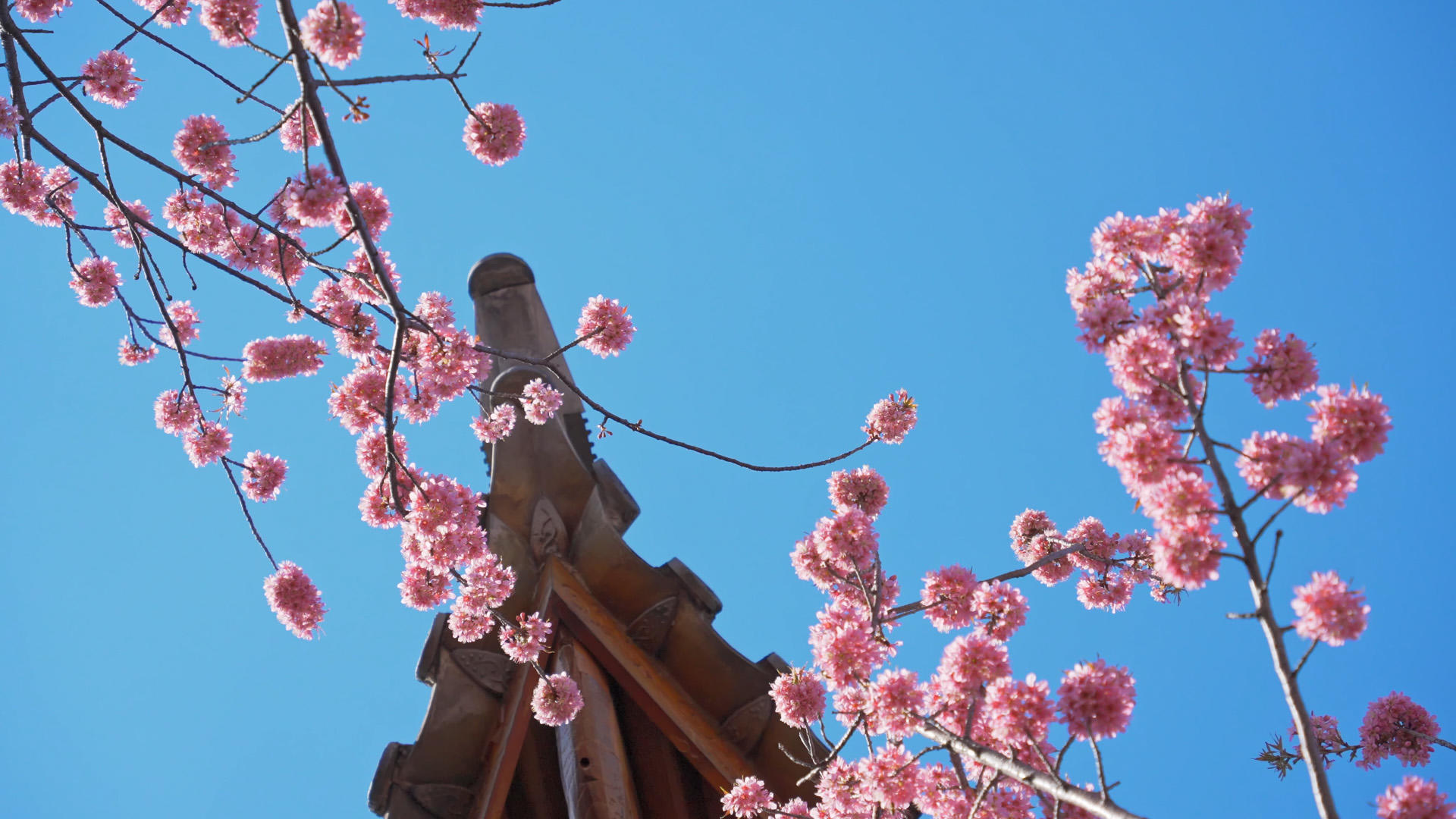 樱花和古建筑4K视频的预览图