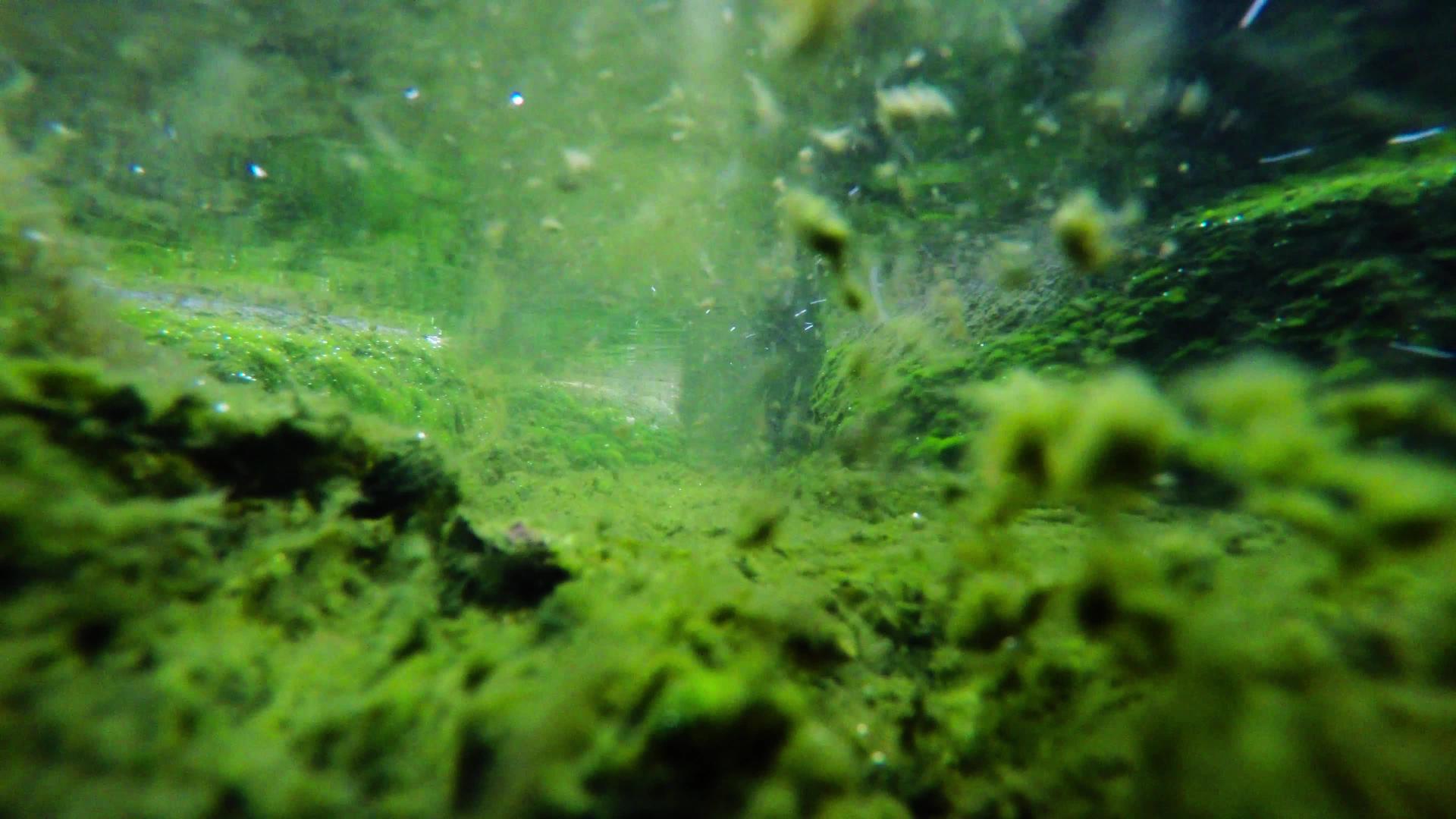 岩石上有海藻的水下溪流视频的预览图