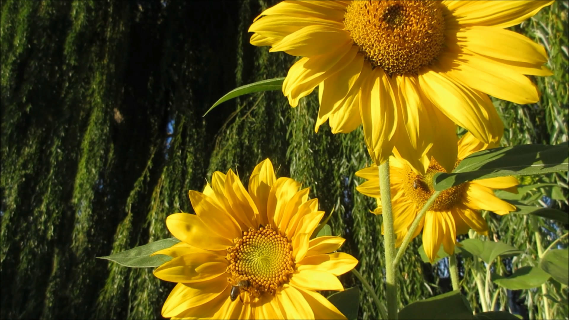 微距镜头下的向日葵蜜蜂采蜜视频的预览图