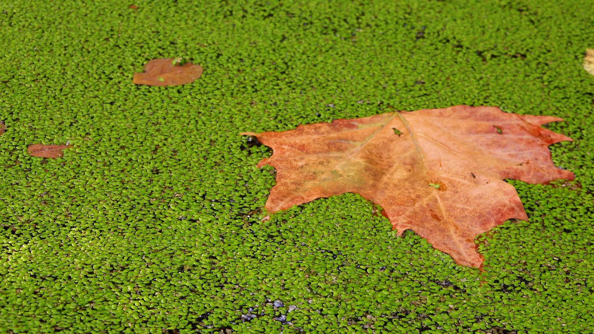 落入浮萍Lemnaminor树叶在水中漂浮视频的预览图