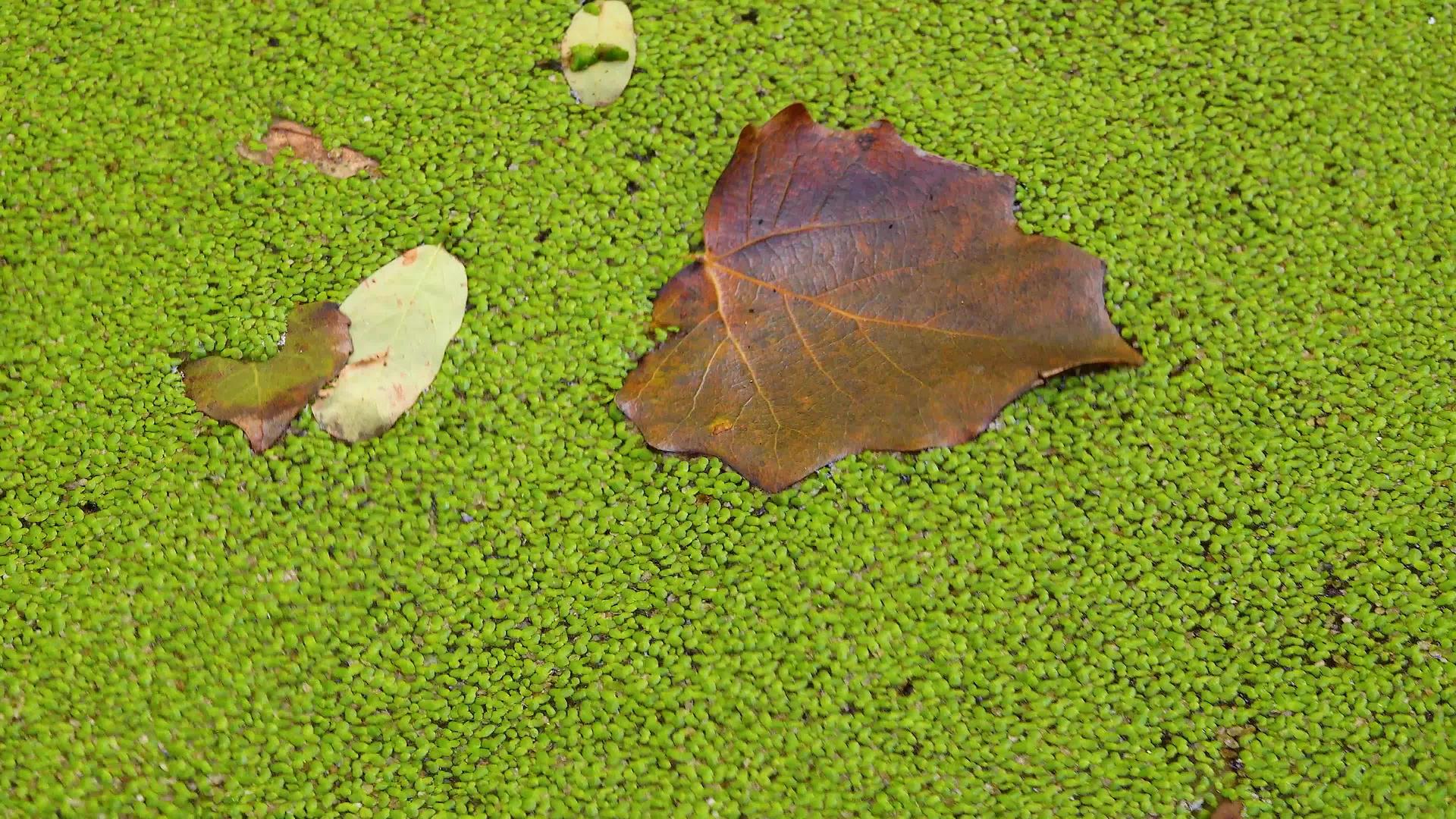落入浮萍Lemnaminor树叶在水中漂浮视频的预览图