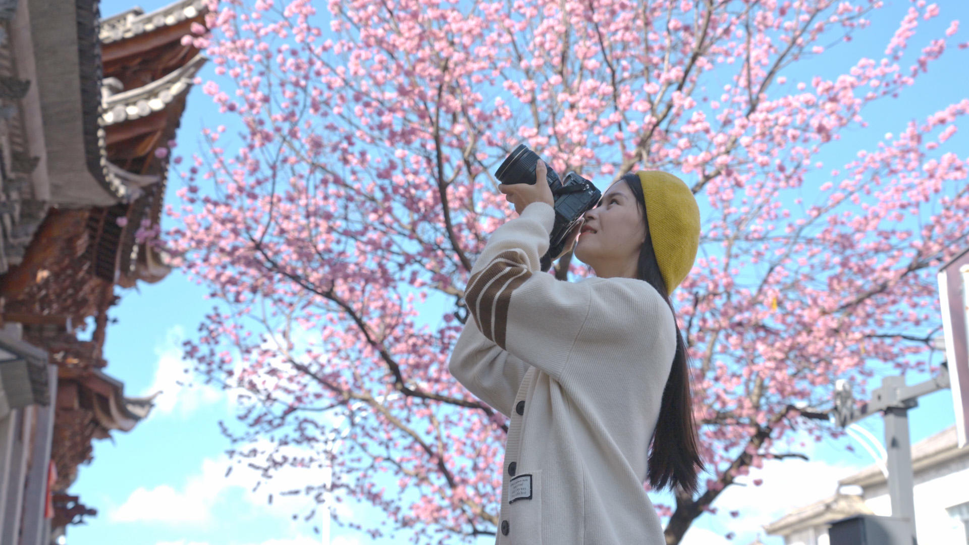 在4K樱花树下拍摄的少女照片视频的预览图