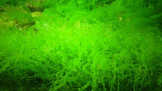 黑海藻海床岩石上的绿藻和红藻水下风景视频的预览图