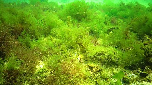 黑海藻海床岩石上的绿藻和红藻水下风景视频的预览图