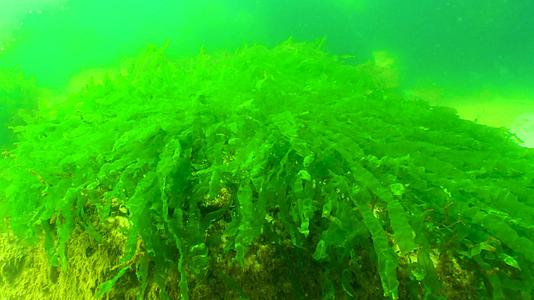 黑海藻海床岩石上的绿藻水下风景视频的预览图