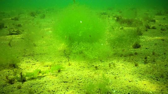 海藻绿藻Cladophorasp沙质海床视频的预览图