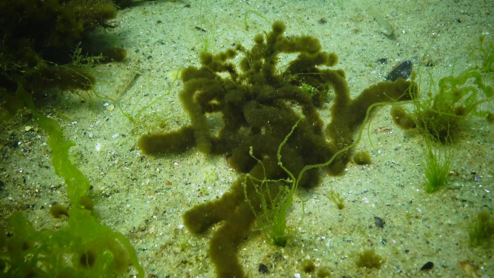 黑海藻类附生藻类生长在绿色边缘苔藓属上视频的预览图