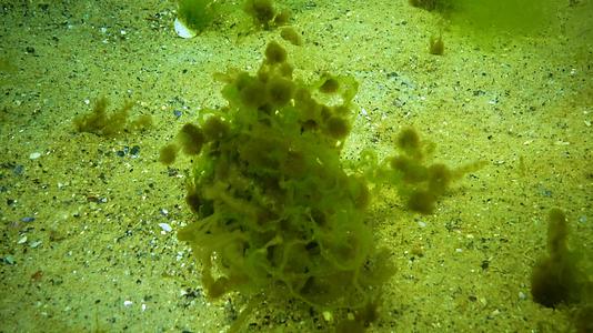黑海藻类附生藻类生长在绿色边缘苔藓属上视频的预览图