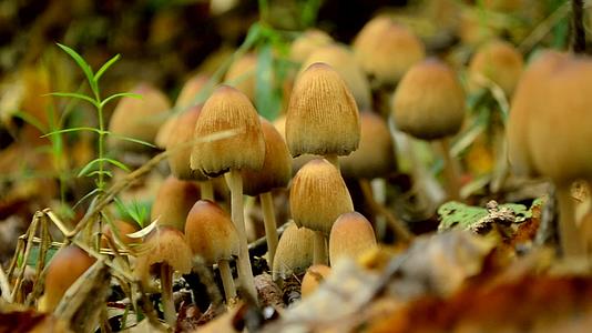一系列秋天慢动作的蘑菇在森林里视频的预览图