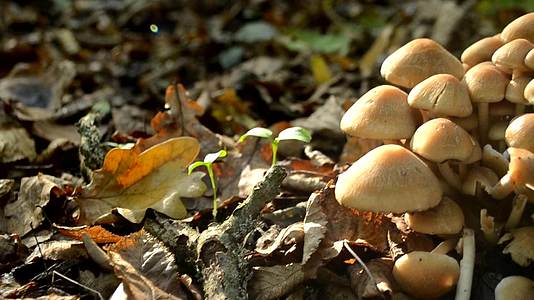 秋天森林里有很多蘑菇有自然光视频的预览图