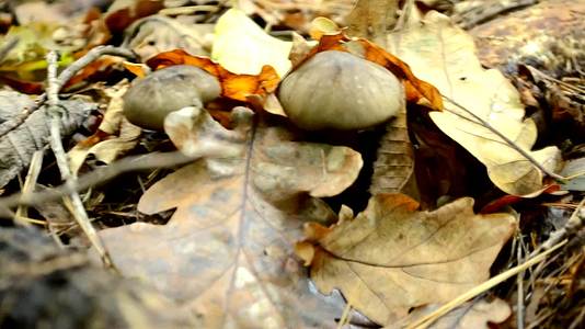 美丽阳光的金色秋天森林景观干橙叶小蘑菇生长视频的预览图