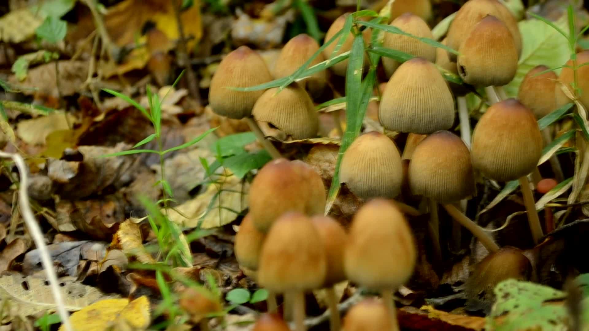 一帮秋天慢动作的蘑菇在森林里是不可食用的视频的预览图