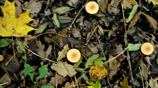 蘑菇森林秋季风景不可食用蘑菇有可选的焦点视频的预览图