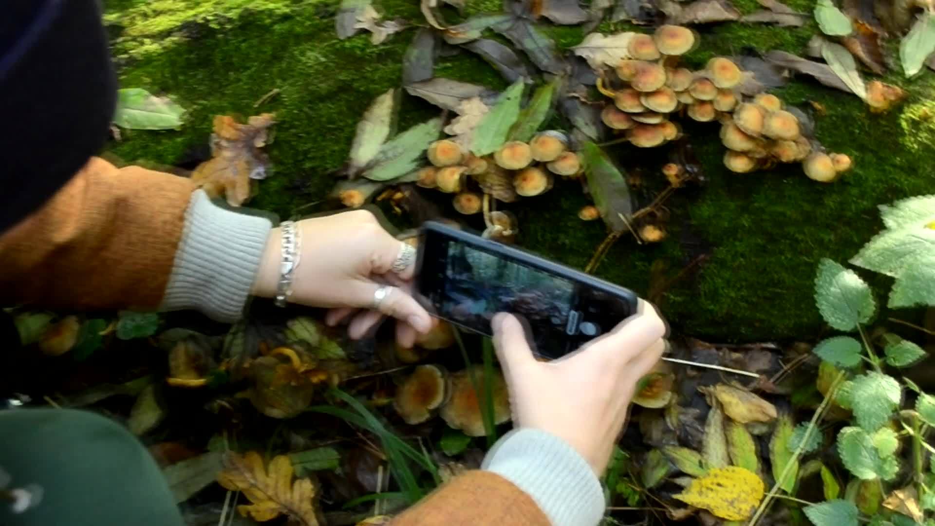 不可食用的蘑菇生长在木头上上面有苔丝仙子的照片视频的预览图