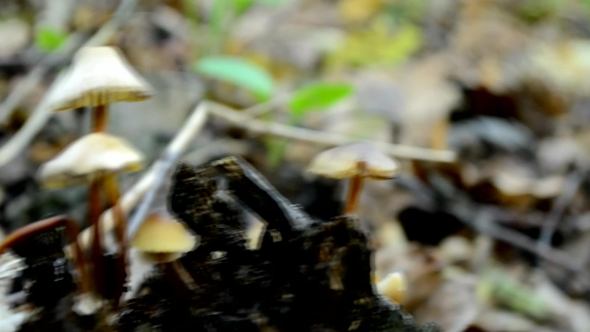 有毒的假蘑菇生长在森林里的古老腐烂的原木上视频的预览图