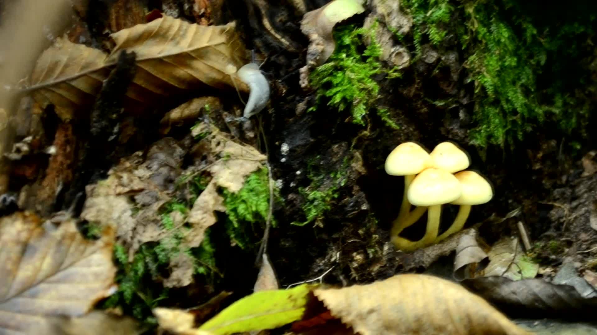 美丽的阳光明媚的金色秋天森林干橙叶小蘑菇视频的预览图